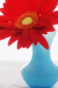 Red Gerbera Daisy in Blue Vase