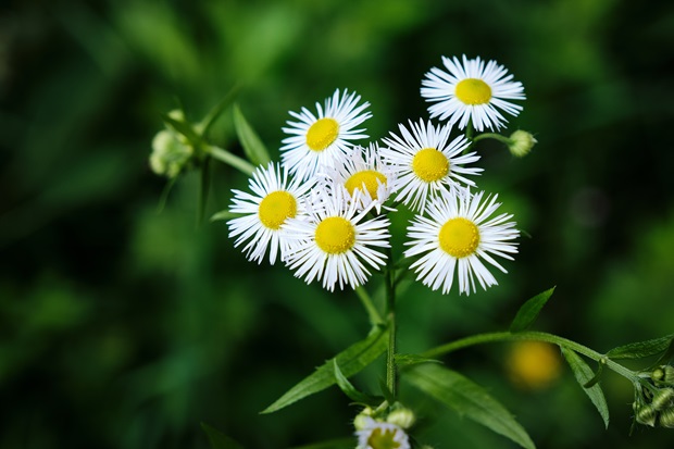 3 Wildflowers for the Summer Solstice by Sha Blackburn | #AspireMag